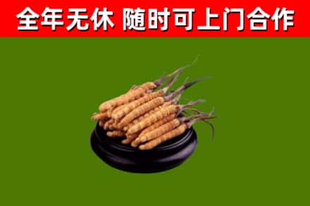 海兴县烟酒回收冬虫夏草.jpg
