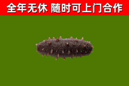 海兴县烟酒回收干海参.jpg